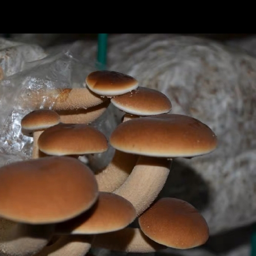 茶树菇菌种