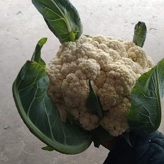 天门市湖北优质松花菜，万亩基地直供，代发全国，一条龙服务