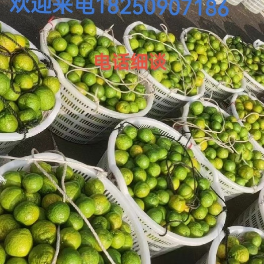 田头直售瓯柑苦柑