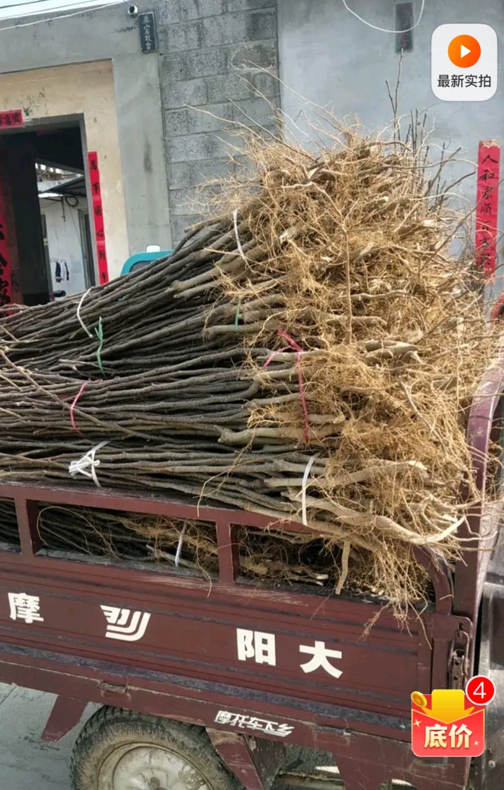 黄金梨树苗：黄冠梨树苗矮化砧木嫁接，基地直销一手苗保品种质量