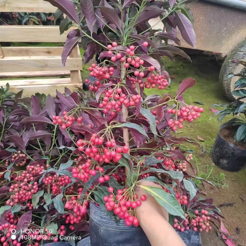 漳平市富贵籽盆栽 它果实的颜色彤红，数量众多，具有很高的观赏价值