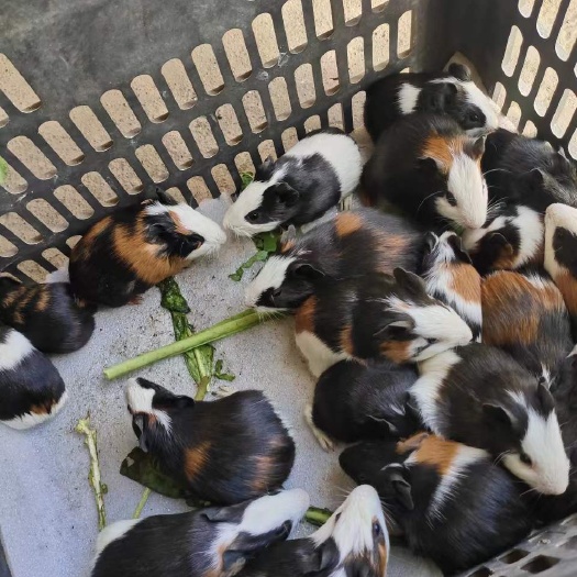 兴仁市荷兰猪豚鼠宠物鼠黑豚鼠米猪