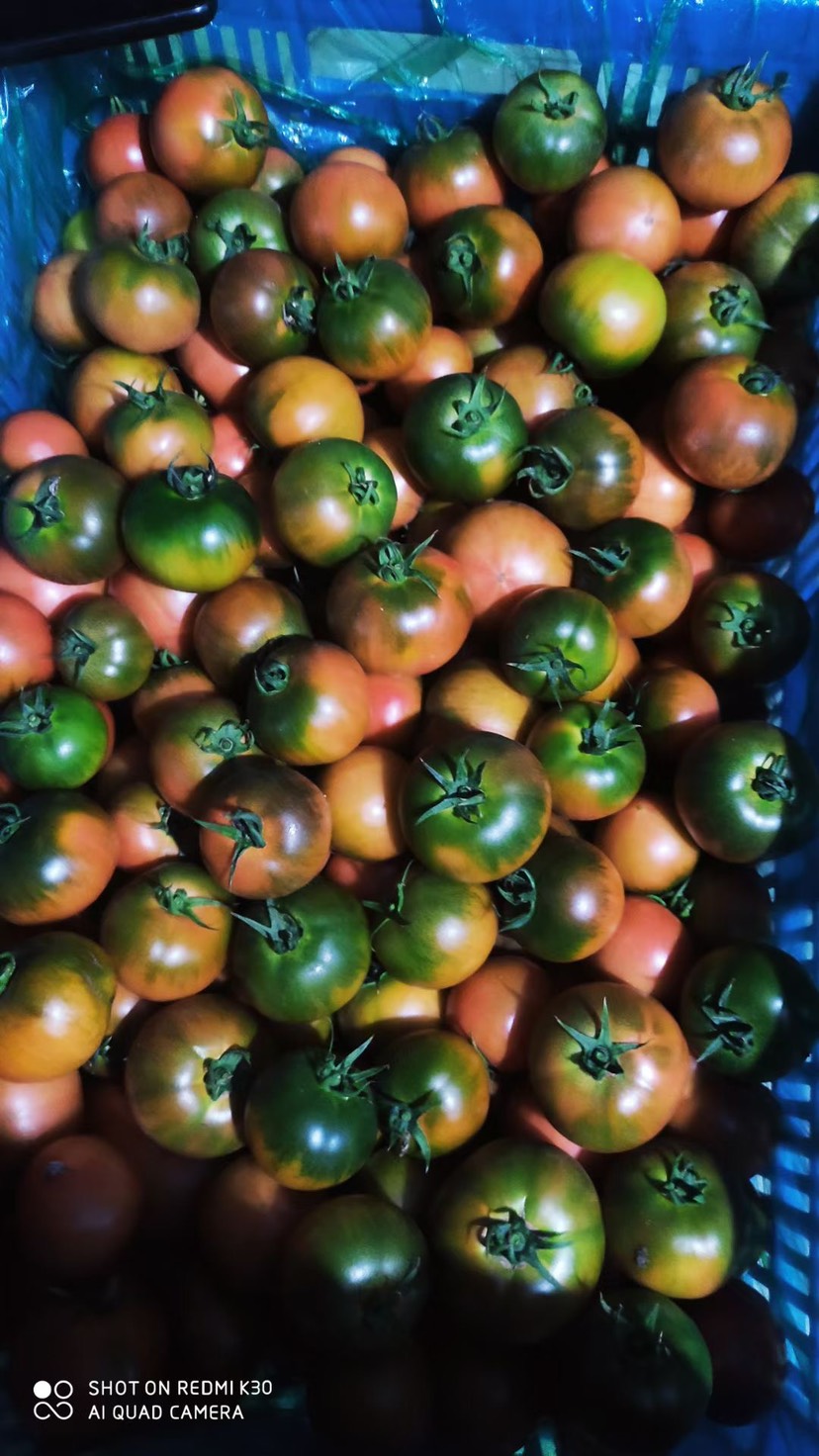 阿克陶县铁柿子 草莓番茄（糖度8度，全年种植，大型企业）