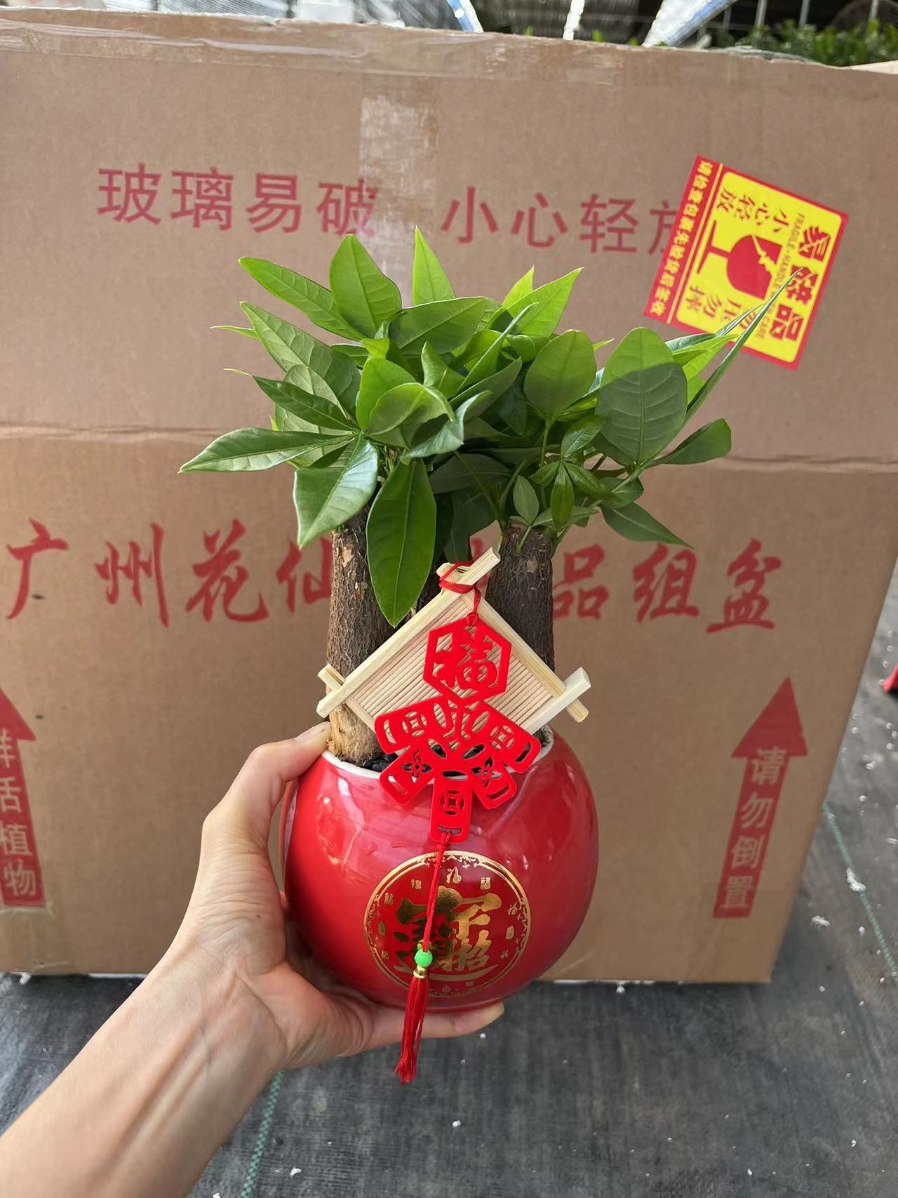 盆景盆栽植物绿植组合盆景厂家直销货好东西好价格便宜质量保障