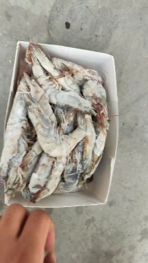 近缘新对虾  基围虾新鲜冷冻盐水虾