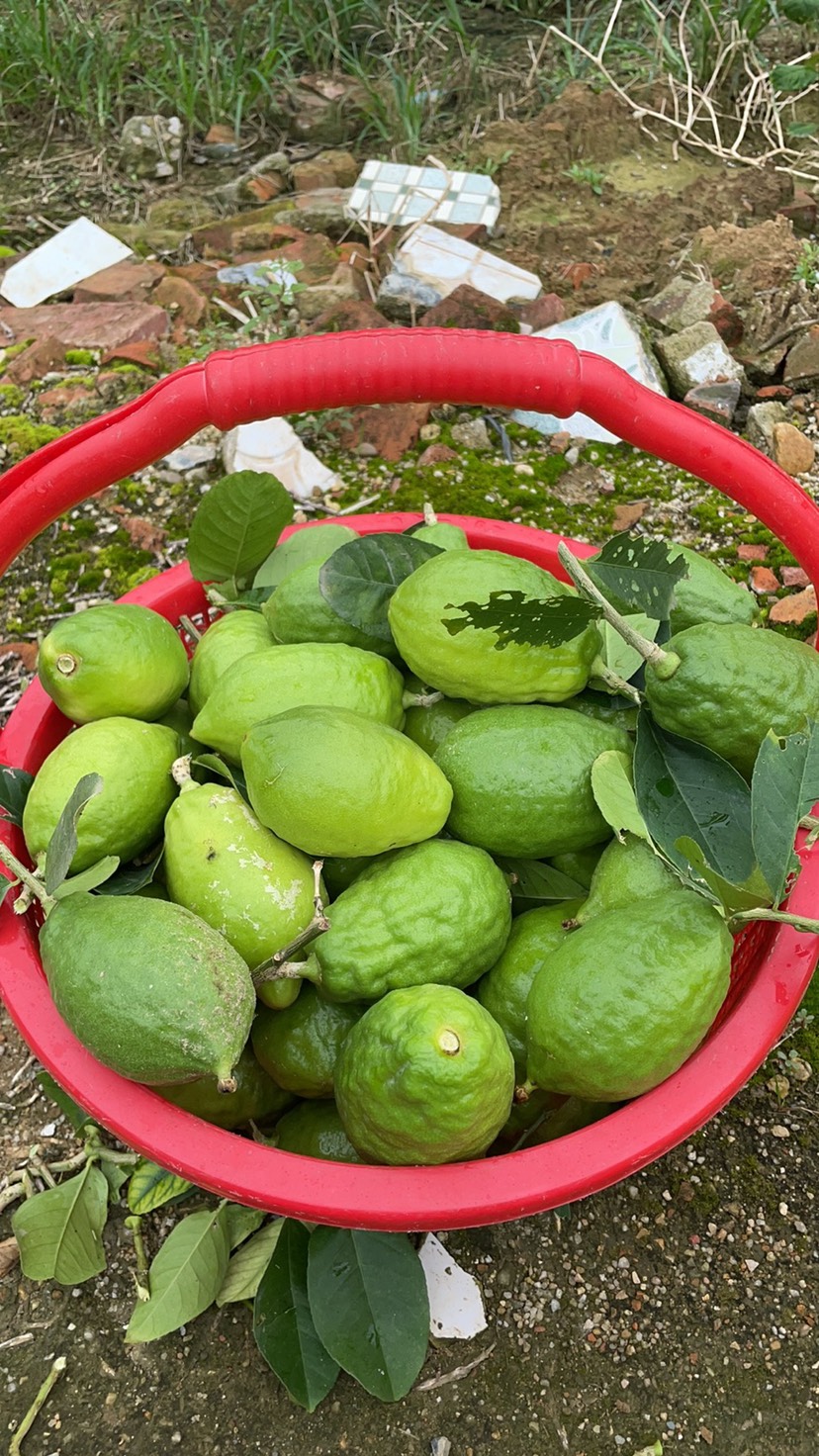 廣州金雅香水檸檬產(chǎn)地直發(fā)