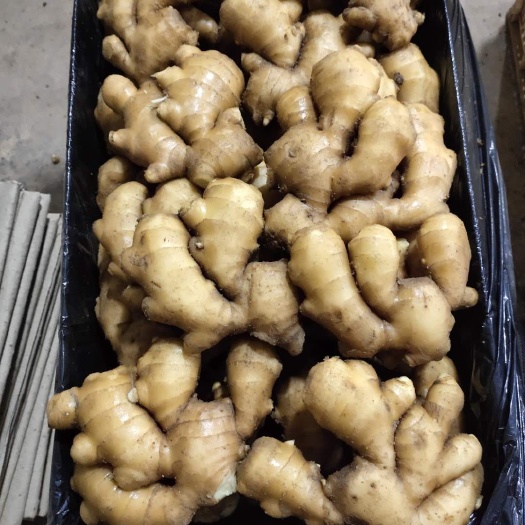 沂水縣大黃姜，窖存現(xiàn)貨大黃姜