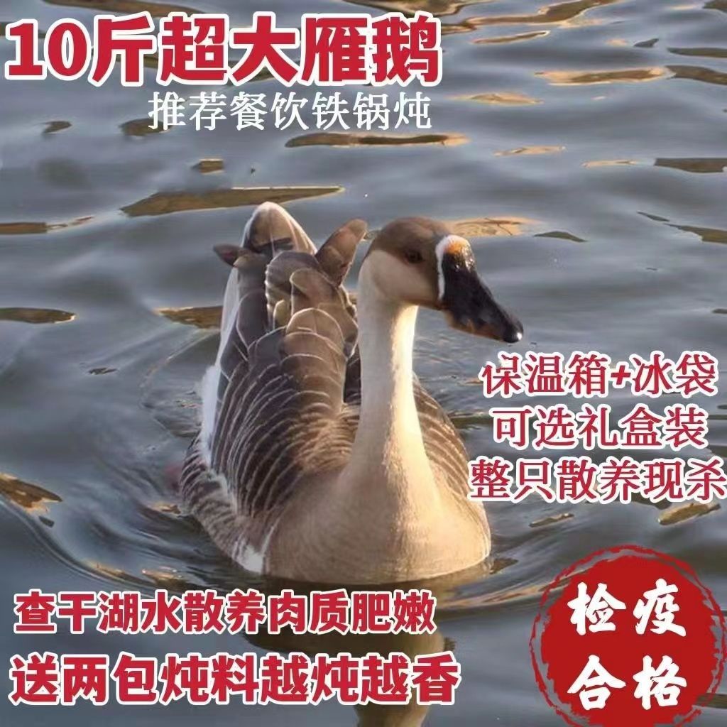松原东北雁鹅 查干湖周边散养雁鹅 现杀速冻鹅肉 新鲜雁鹅非灰鹅