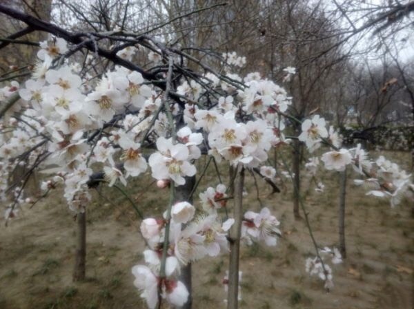 长沙垂梅