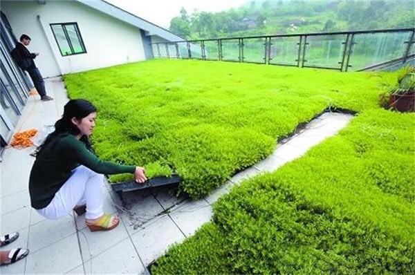 长沙佛甲草