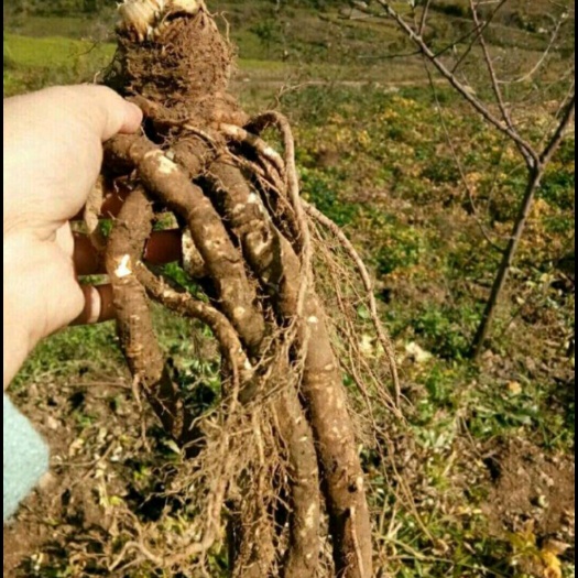 甘洛县当归 甜当归
