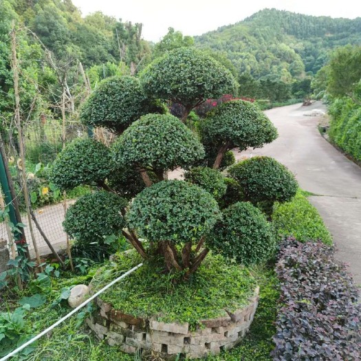 长沙造型赤楠，庭院种植