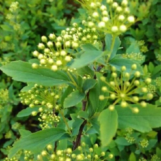 长沙美丽绣线菊