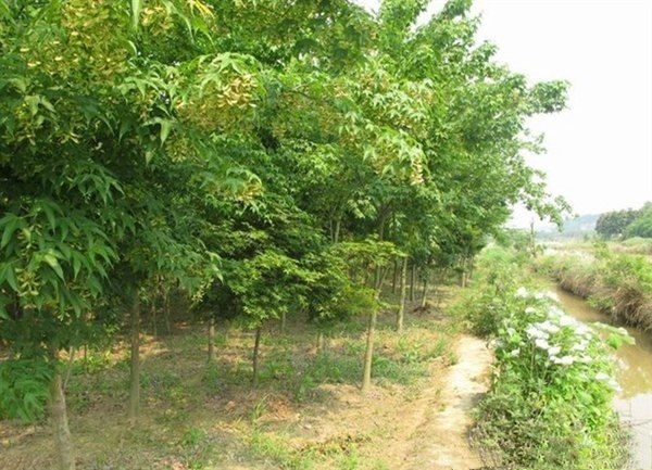 长沙青枫