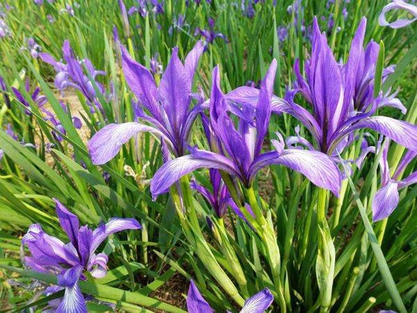 长沙马兰花