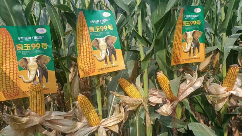 长沙良玉99 玉米种