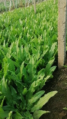 油麦菜 货量充足 一年四季大量供应 可发全国各地