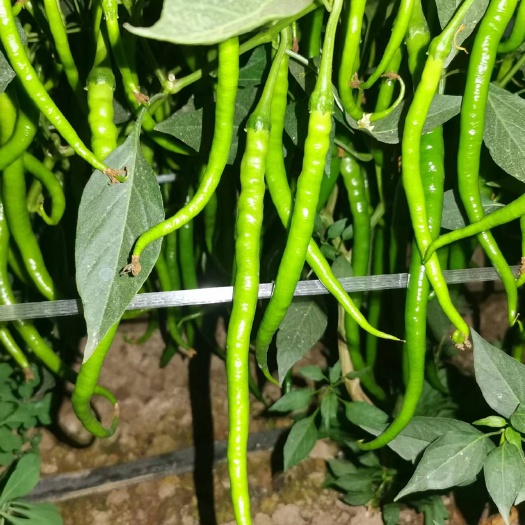 夏邑县各种线椒黑条黄条3号线8号线