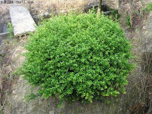 三亚龟甲冬青球