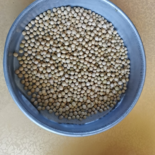 鄂伦春旗东北高品质蛋白大豆