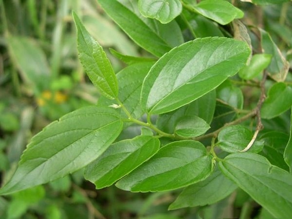 长沙朴树