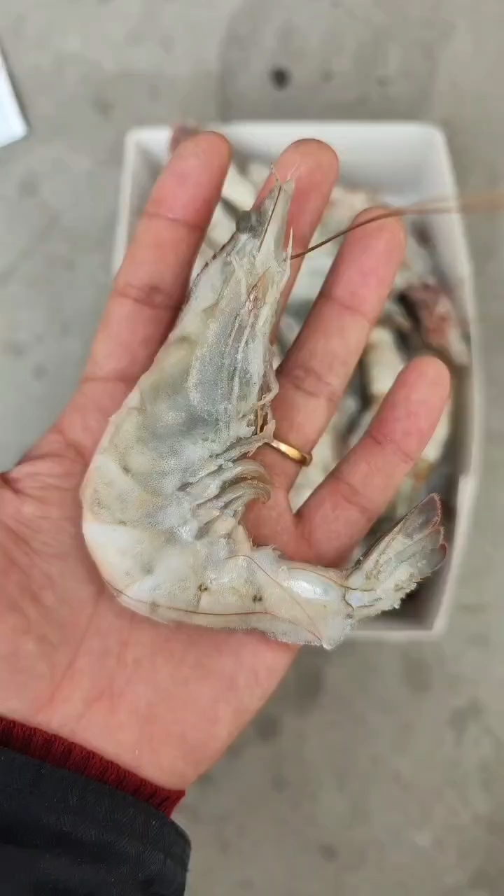 近缘新对虾  基围虾新鲜冷冻盐水虾