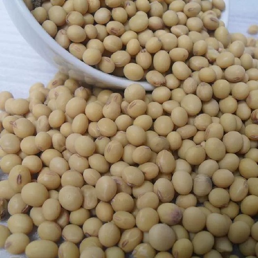 鄂伦春旗出售东北高蛋白黄豆大豆