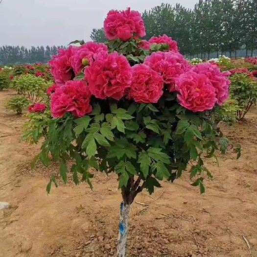 长沙牡丹