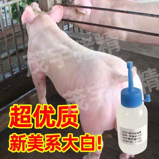 汕尾大白长白杜洛克猪精子人工授精猪精液纯种级猪精子配种茂宇