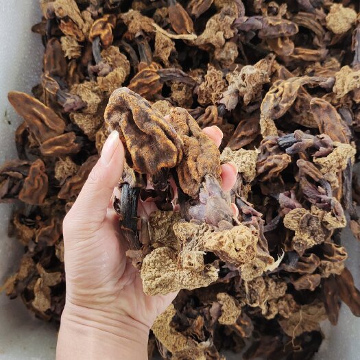 金秀县中药材回春草  金秀大瑶山自采回春草，顶天柱，草苁蓉，无硫