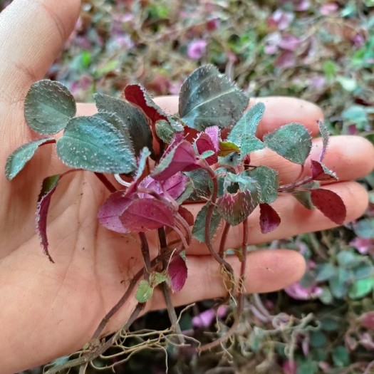 天全县风柜草鲜货
