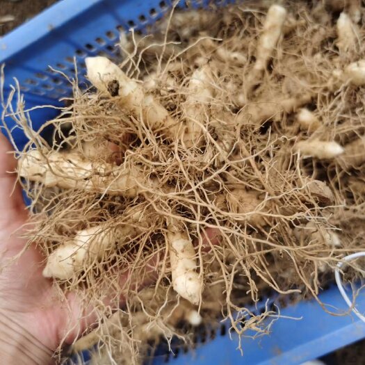 织金县鲜玉竹（零售价格）量大详谈