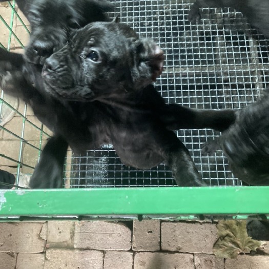 巨野县卡斯罗 卡斯罗幼犬 两个月左右