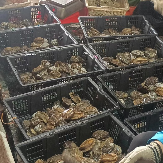 源头直销，活鲜鲍鱼