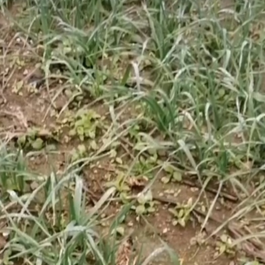 常州常州本地红根蒜苗，根红叶青，颗颗均匀，蒜香浓，货源充足