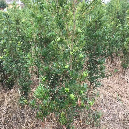 长沙罗汉松