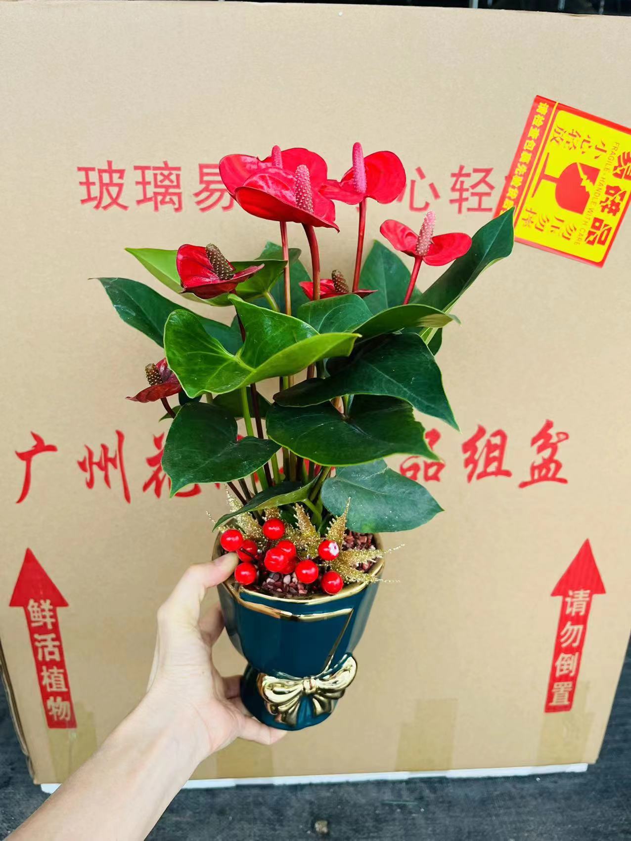 盆景盆栽植物绿植组合盆景厂家直销货好东西好价格便宜质量保障