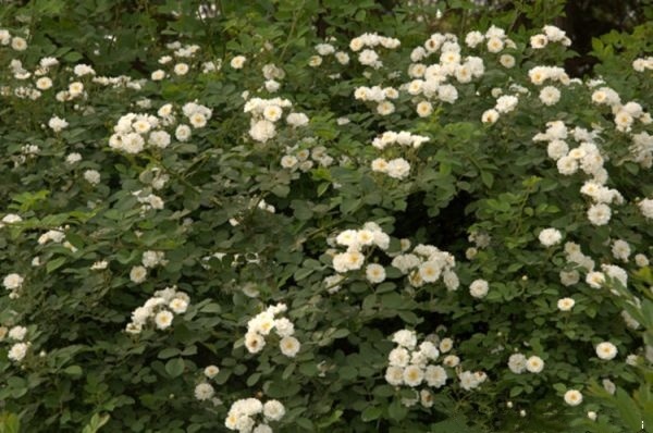 长沙蔷薇花苗