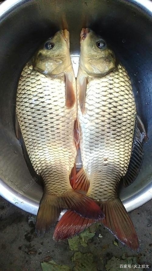 耒阳市各规格鲤鱼出售