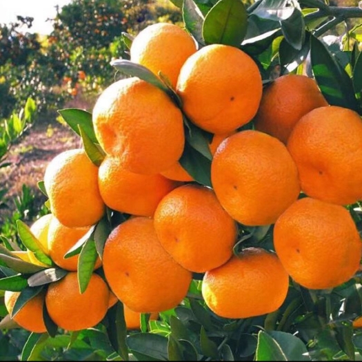 丹江口市柑桔  小蜜橘