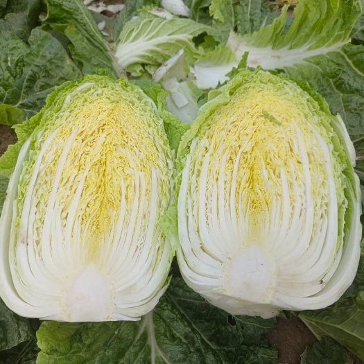 黄心白菜产地直发，货源充足，一手货源，包装小工齐全
