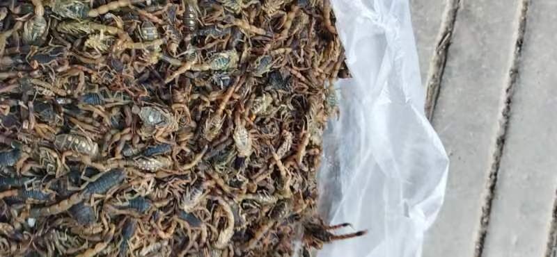 蠡县冻蝎