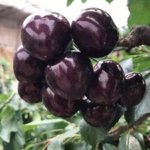 嫁接黑珍珠樱桃苗车厘子苗品种纯正质优价廉提供种植管理技术包成