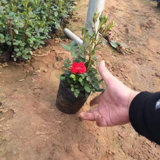 长沙钻石月季