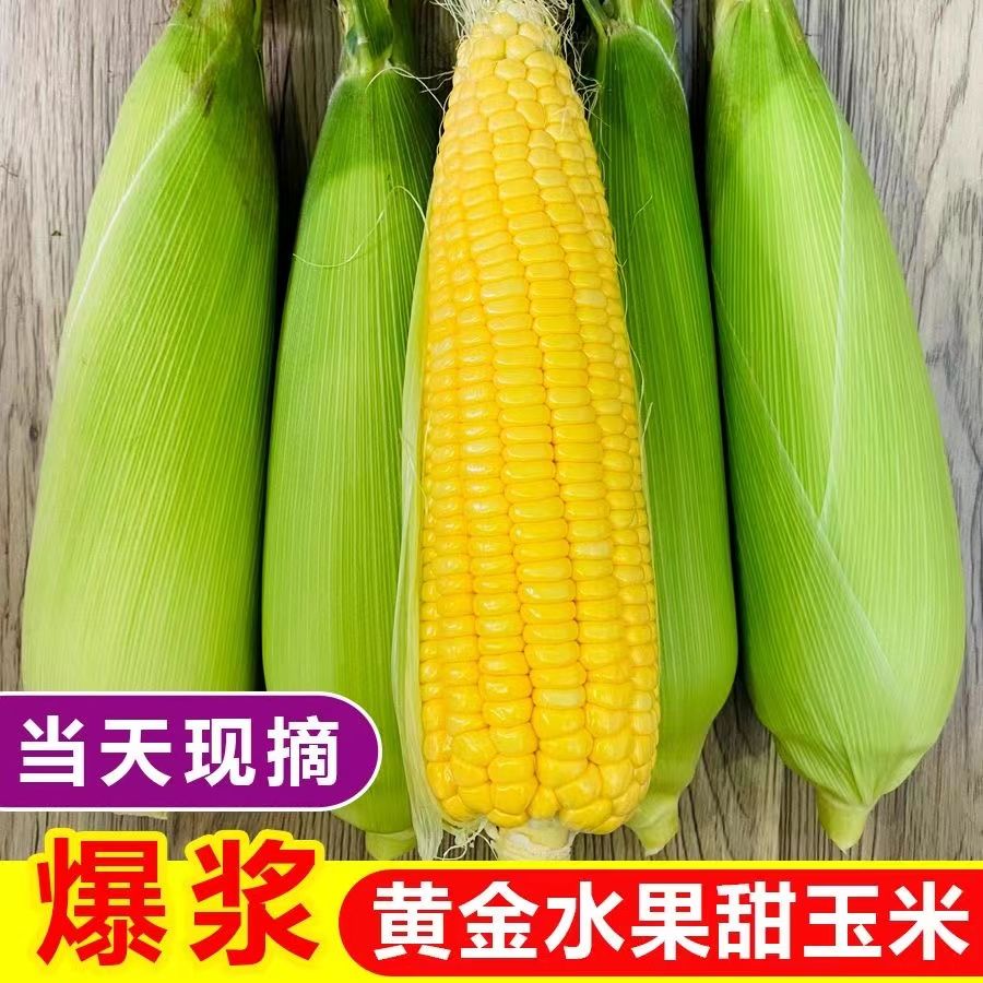 景洪市新鲜玉米甜玉米生吃爆浆整箱批发傣族特产拇指玉米甜糯万糯