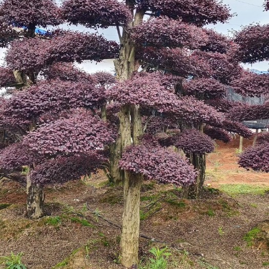长沙造型红花继木
