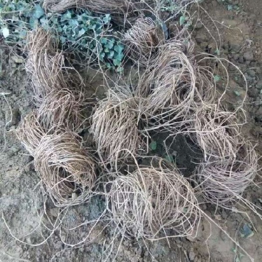 长沙爬山虎