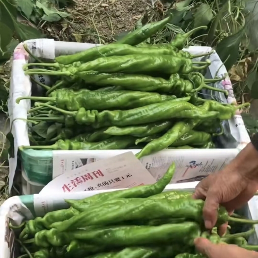 寿光市螺丝椒——大果型，螺旋度高，抗病性好，产量高