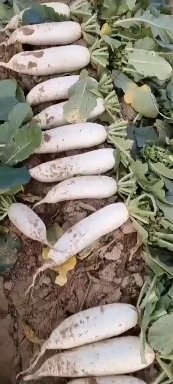 大名县白萝卜