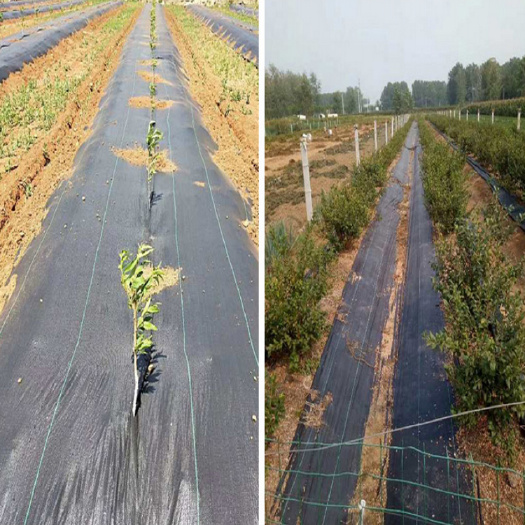 德州防草布除草布盖草布地布果园黑色地膜厂家